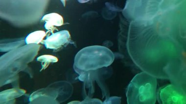 Denizanası görüntülerinin güzel hareketi, akvaryumun akvaryumunda farklı türde denizanaları birlikte yüzüyor.. 