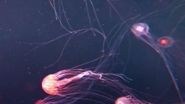 Medusa denizanasının akvaryumdaki dikey görüntüsü. 