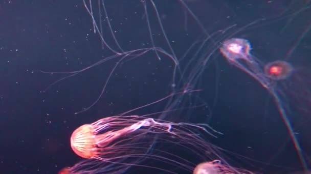 Images Verticales Méduses Dans Réservoir Aquarium — Video