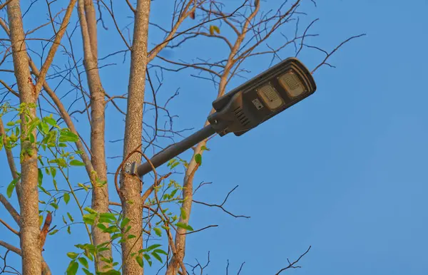 Green power of solar cell lamp on the tree in a park, low angle view, blue sky, daylight image with space.