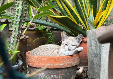 Bahçedeki boş bir saksıda dinlenen tembel, genç bir kedi portresi. Bahçedeki genç bir kedi..