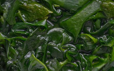 Japon wakame deniz yosunu kapatın, çerçeveyi suya batırılmış wakame yosunlarıyla doldurun.