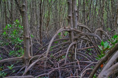 Mangrov ormanındaki mangrov ağaçlarının yoğunluğu. Düşük ışık koşullarında mangrov kökleri katmanları.