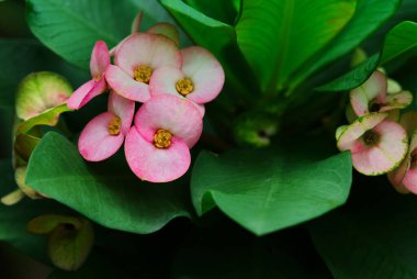 Güzel pembe bir çiçeğin yakın çekimi, dikenli taç ya da doğal ışık ile İsa dikenleri. Kopyalamak ve tasarlamak için boşluk.