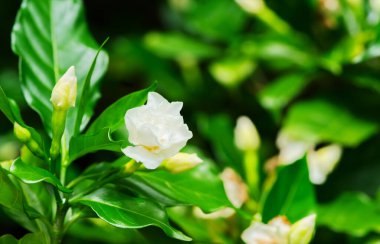 Ağaçta güzel Jasmine çiçeği, tarlanın derinliği, boşluğu olan doğal sıcak güneş ışığı..