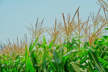 Güneşli bir gökyüzünün altındaki tarlada filizlenen mısır bitkileri. Mısır bitkilerinin üst kısmını boşluklu olarak kapat.