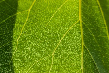 yaprak yeşil doku closeup arka plan