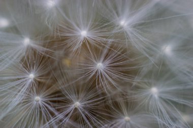 Beyaz tüylü karahindiba resmi.