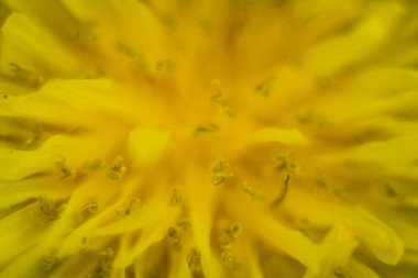 Sarı karahindibanın makro görüntüsü