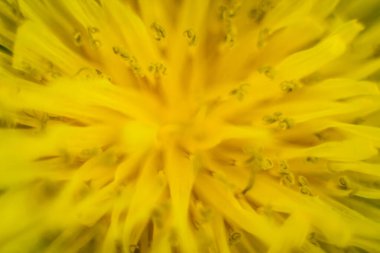 Sarı çiçeğin makro görüntüsü