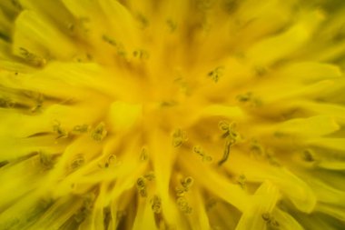 Sarı çiçeğin makro görüntüsü