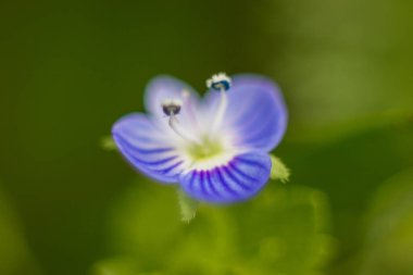 Küçük mavi yabani çiçeğin Macro çekimi