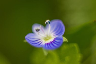 Küçük mavi yabani çiçeğin Macro çekimi