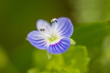 Küçük mavi yabani çiçeğin Macro çekimi