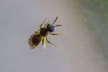 Şeffaf camda küçük bir arı, makro