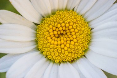 Papatya çayının makro görüntüsü