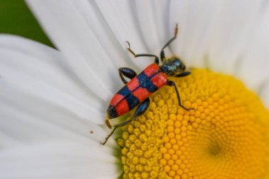 Kırmızı ve siyah böcek papatya çayı makrosunda