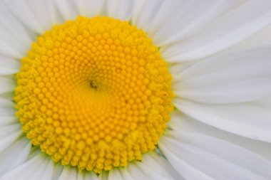 Papatya çayının makro görüntüsü