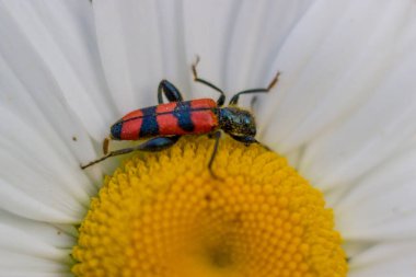 Kırmızı ve siyah böcek papatya çayı makrosunda