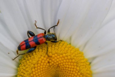 Kırmızı ve siyah böcek papatya çayı makrosunda