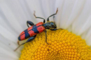 Kırmızı ve siyah böcek papatya çayı makrosunda