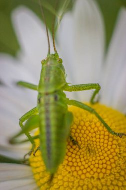 Papatyada küçük yeşil çekirge
