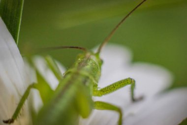 Papatyada küçük yeşil çekirge