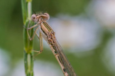 Yeşil çimlerin üzerinde bir yusufçuk resmi