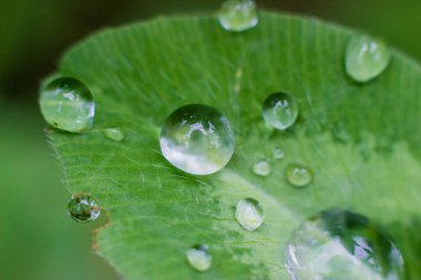 Yeşil yaprağın üzerinde küçük yuvarlak yağmur damlaları. Makro atış. Su damlalarının resmini kapat