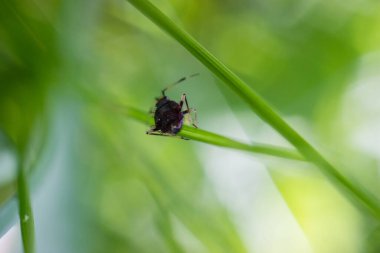 Yeşil çimlerin üzerinde küçük bir böcek.