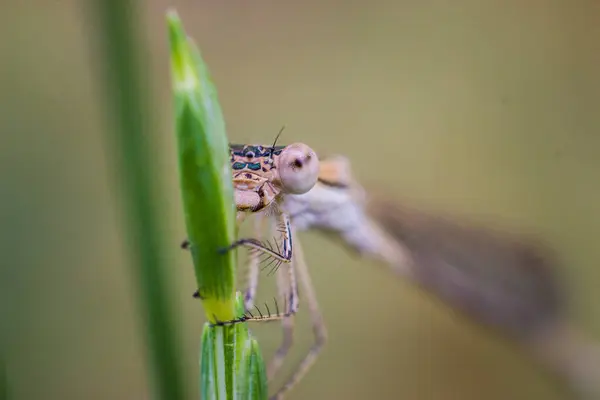 Yeşil çimlerin üzerinde bir yusufçuk resmi