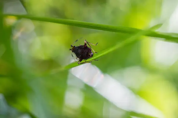 Yeşil çimlerin üzerinde küçük bir böcek.