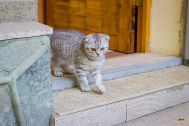 Güzel küçük kedi yavrusu bir evin girişinde oturuyor.