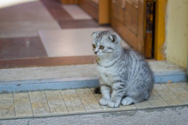 Güzel küçük kedi yavrusu bir evin girişinde oturuyor.