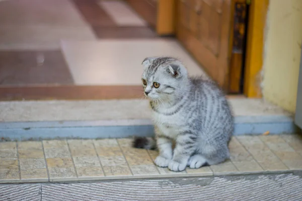 Güzel küçük kedi yavrusu bir evin girişinde oturuyor.
