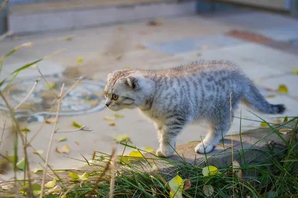 Taş kaldırımda duran sevimli küçük gri kedi yavrusu. Açık havada sonbahar fotoğrafı.