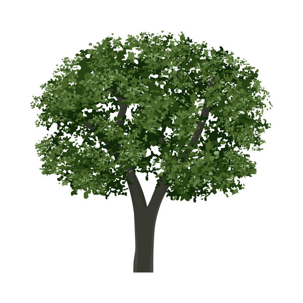 Big tree isolated on white background. Landscape object for outdoor graphic, architecture drawing, elements for environment and gardening. Vector.