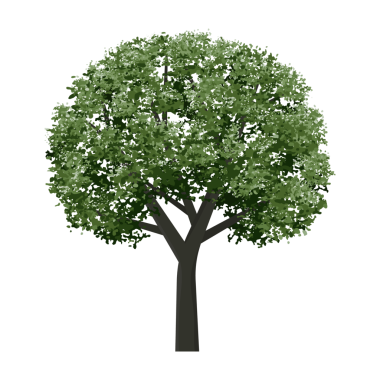 Yeşil ağaç izole edilmiş. Açık hava grafiği için peyzaj nesnesi, mimari çizim, bahçe işleri için elementler.