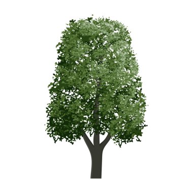 Beyaz arka planda izole edilmiş büyük ağaç. Açık hava grafikleri için peyzaj objesi, mimari çizimler, çevre ve bahçe işleri için elementler. Vektör.