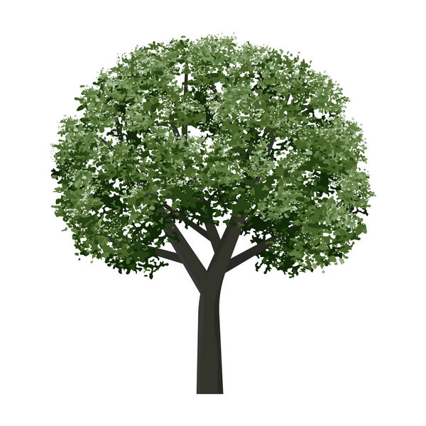 Big tree isolated on white background. Landscape object for outdoor graphic, architecture drawing, elements for environment and gardening. Vector.