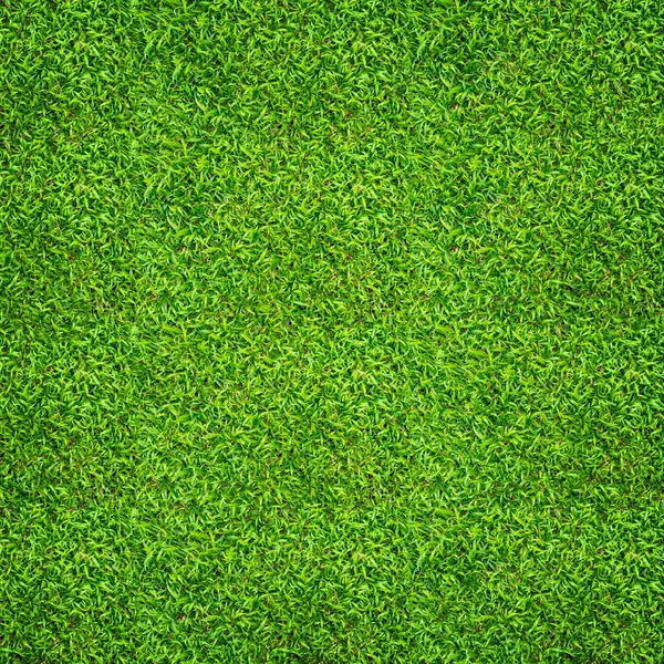 Yeşil çimen arka planı. Yeşil çimen deseni ve doku. Kapat..
