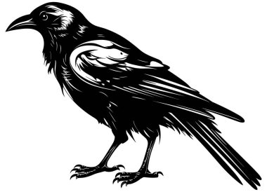 Black and white illustration of crow or raven. clipart