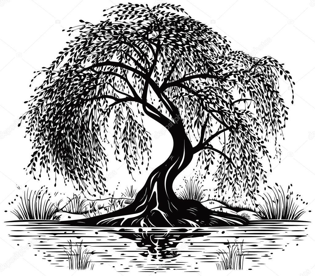 Linocut style illustration of black and white willow tree.