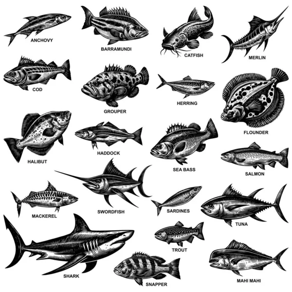 Linocut Style Illustration Set Featuring Various Ocean Fish Species Isolated — Stock Vector
