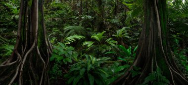 Kosta Rika 'da tropik yağmur ormanı