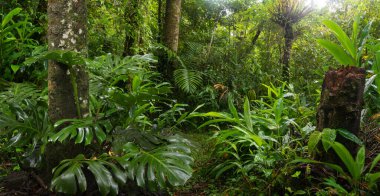 Kosta Rika 'da tropik yağmur ormanı