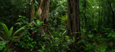Kosta Rika 'da tropik yağmur ormanı