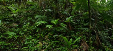 Kosta Rika 'da tropik yağmur ormanı