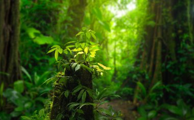 Kosta Rika 'da tropik yağmur ormanı