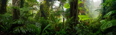 Kosta Rika 'da tropik yağmur ormanı